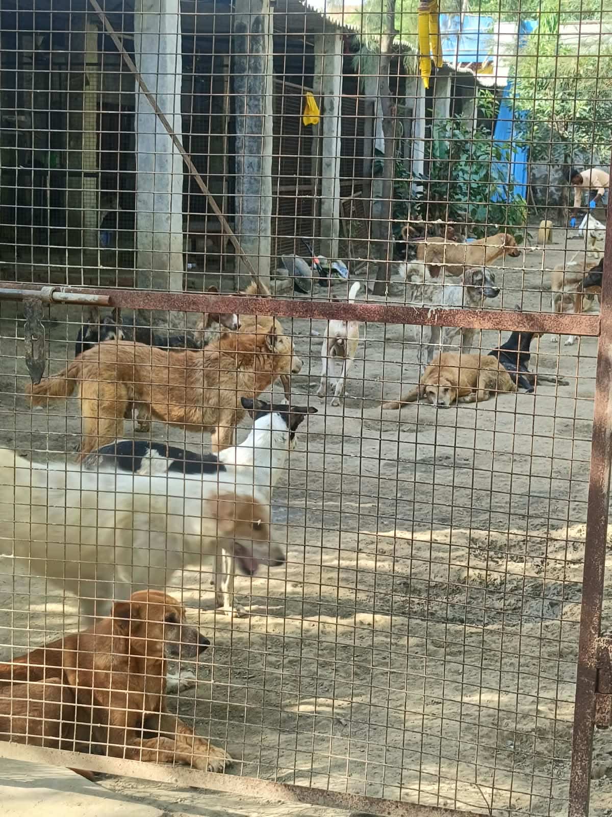 Dogs receiving care at an animal shelter